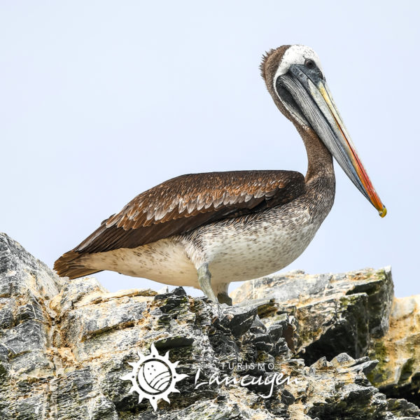 Tour Isla Damas - Turismo Lancuyén