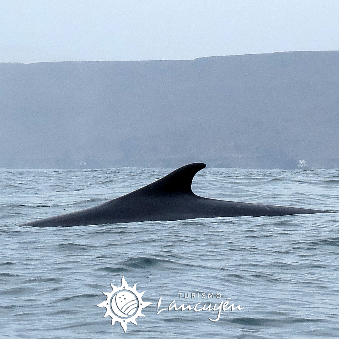 Turismo Lancuyen - Tour Avistamiento de Ballenas en Chañaral de Aceituno