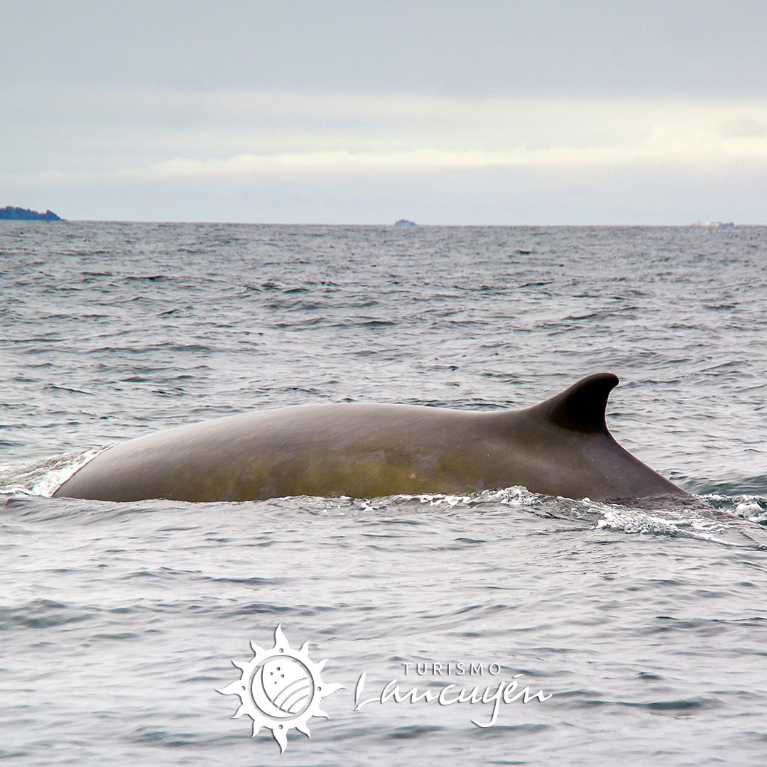 Turismo Lancuyen - Tour Avistamiento de Ballenas en Chañaral de Aceituno