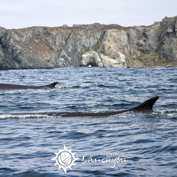 Turismo Lancuyen - Tour Avistamiento de Ballenas en Chañaral de Aceituno