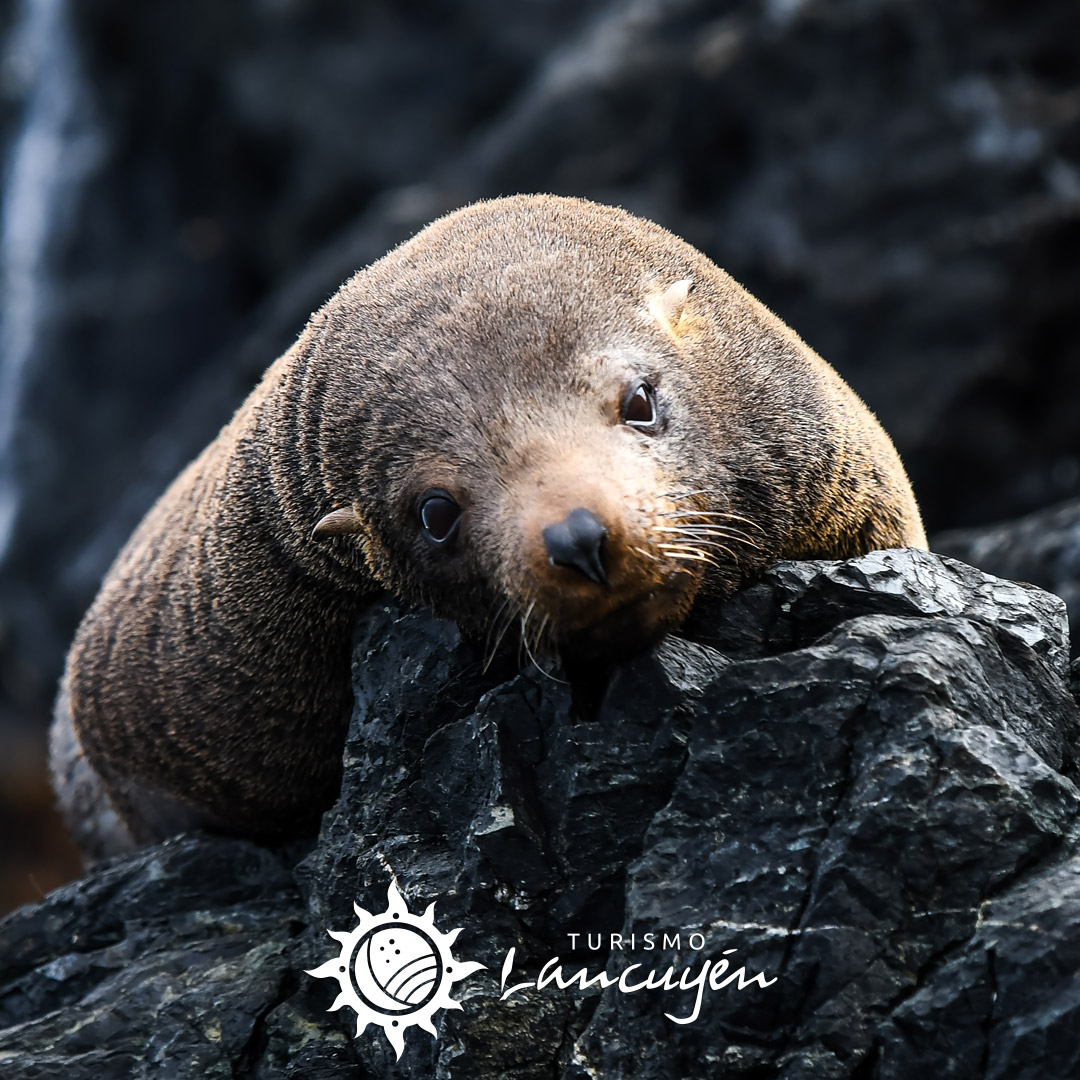 Turismo Lancuyen - Tour Chañaral de Aceituno