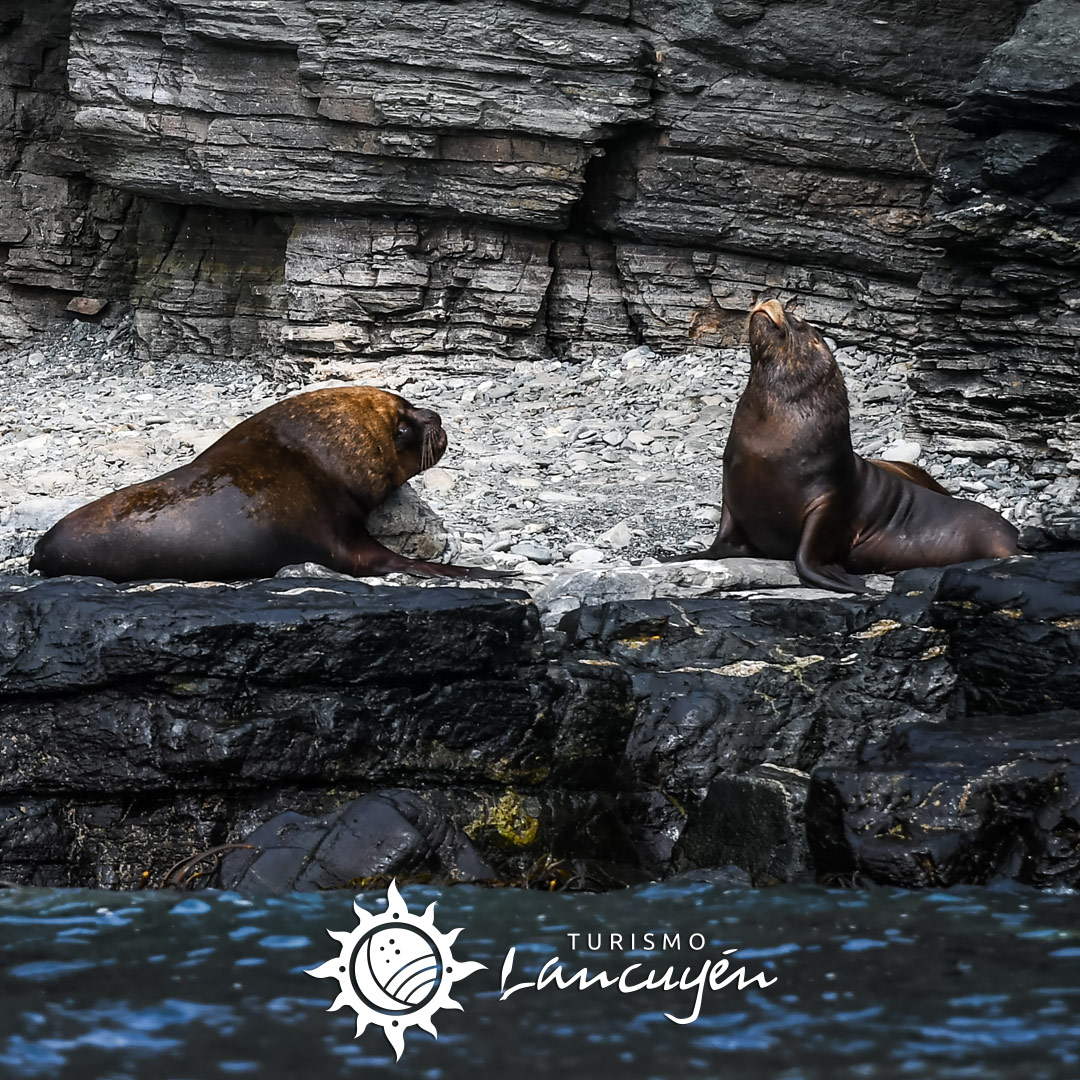 Turismo Lancuyen - Tour Chañaral de Aceituno