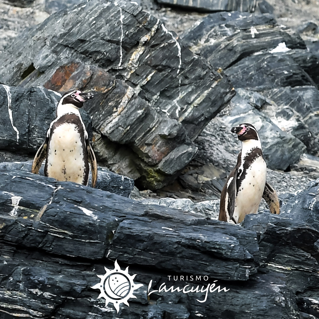 Turismo Lancuyen - Tour Avistamiento de Ballenas en Chañaral de Aceituno