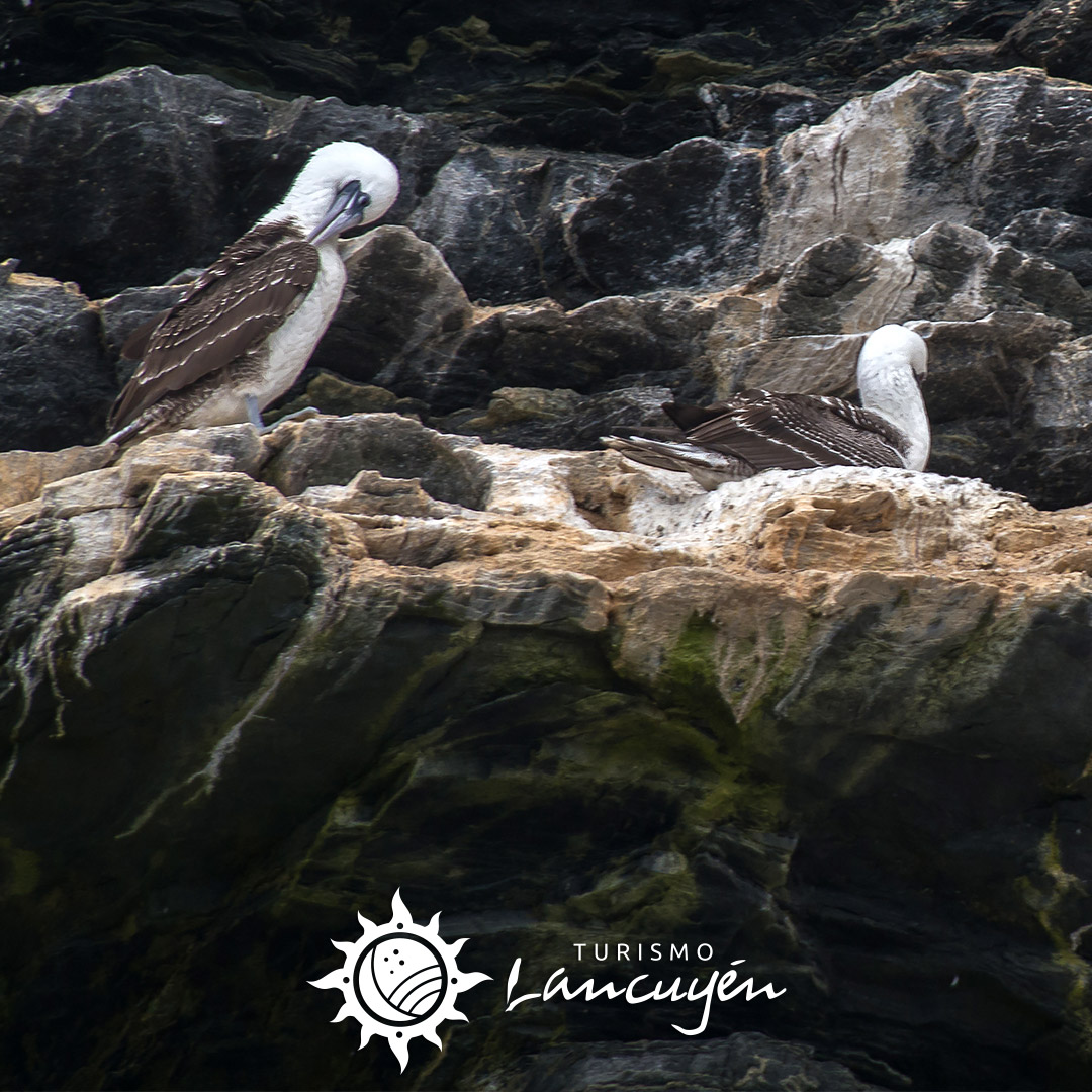 Turismo Lancuyen - Tour Avistamiento de Ballenas en Chañaral de Aceituno