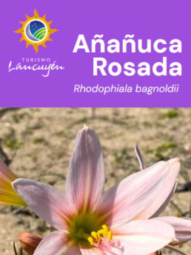 ananuca-rosada - Flor - Desierto Florido