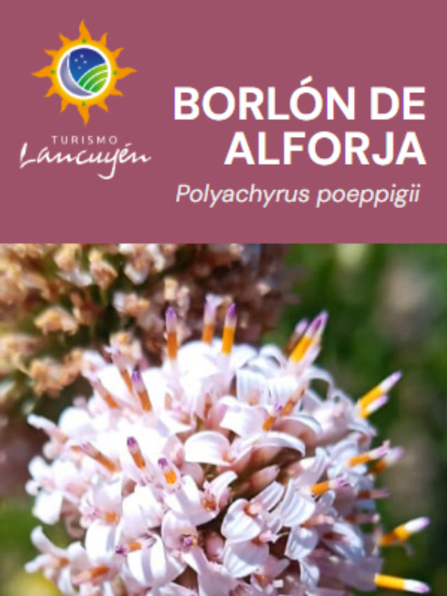 Borlón de Alforja – Flor – Desierto Florido