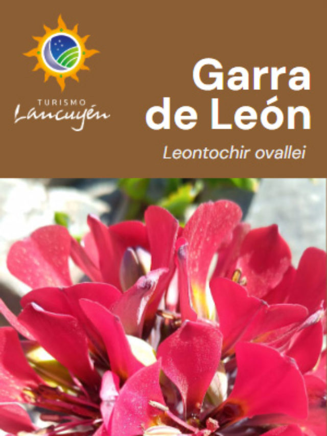 Garra de León – Flor – Desierto Florido