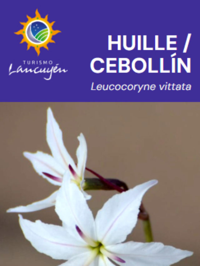 Huille / Cebollín – Flor – Desierto Florido