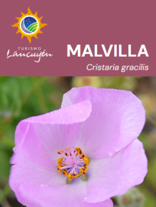Malvilla – Flor – Desierto Florido