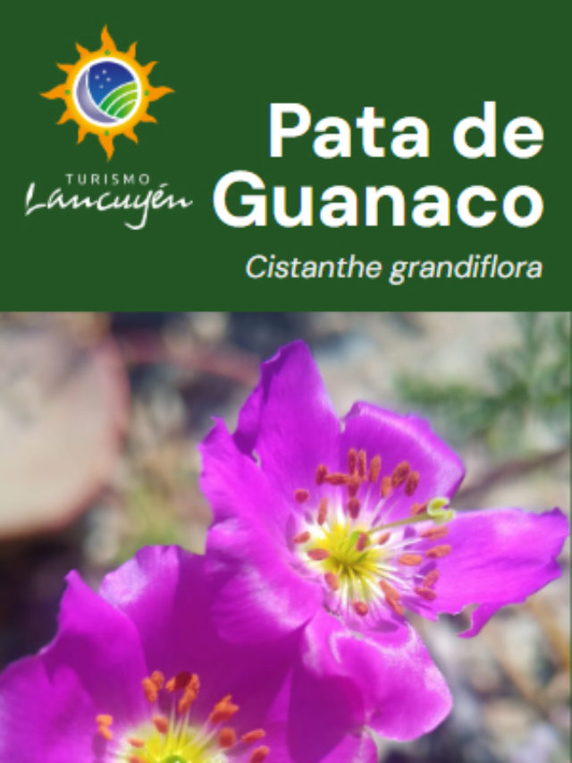 Pata de Guanaco - Flor - Desierto Florido