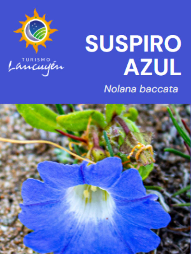 Suspiro Azul – Flor – Desierto Florido