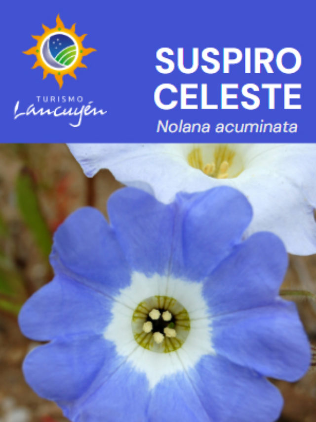 Suspiro Celeste – Flor – Desierto Florido
