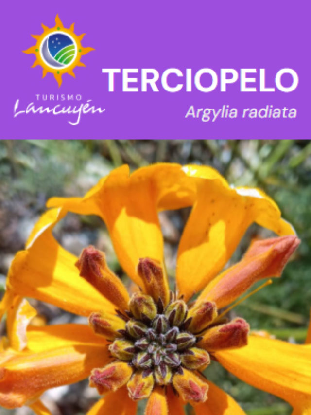Terciopelo – Flor – Desierto Florido