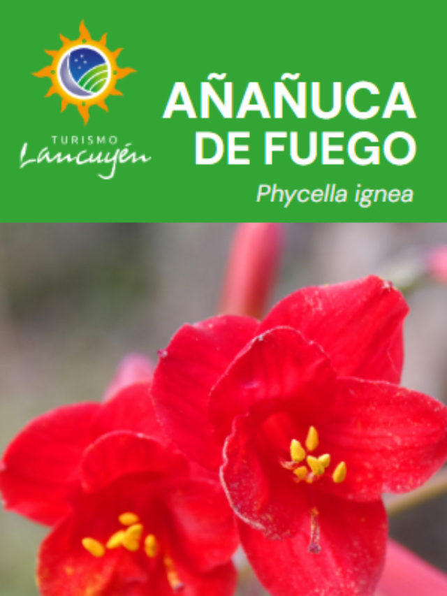 Añañuca de Fuego – Flor – Desierto Florido