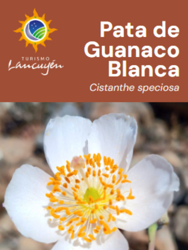 Pata de Guanaco Blanca – Flor – Desierto Florido